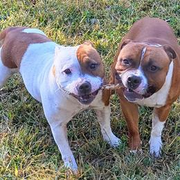 Staffordshire Bull Terriers from Brendale Staffies