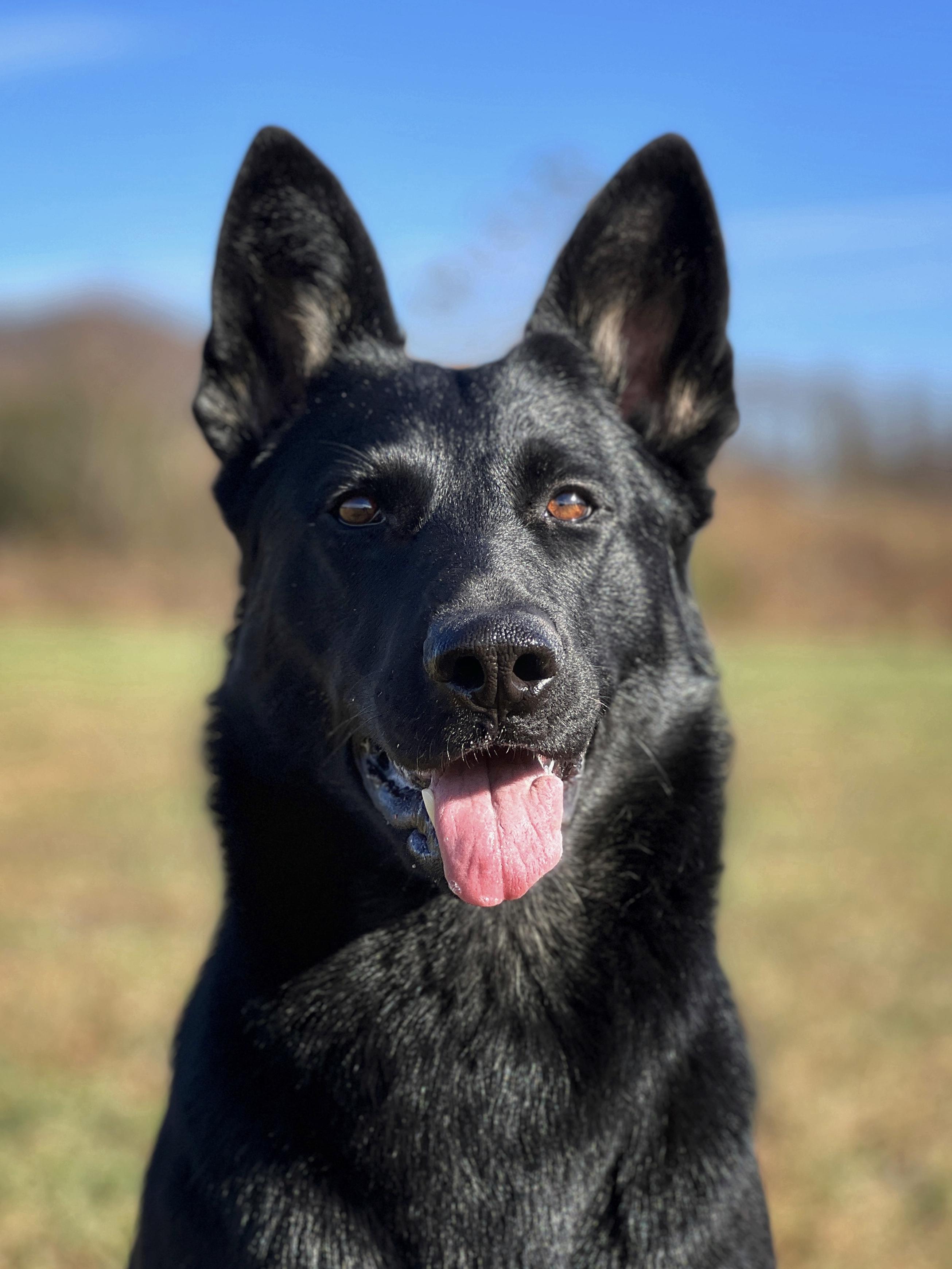 Kuma