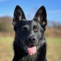 Kuma - German Shepherd