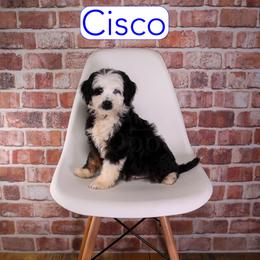 Cisco - Black tri-color male Assorted Doodle Crosses puppy in Calhoun, Georgia from Happy Top Doodles
