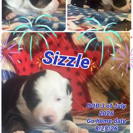 Sizzle - Black tri female Miniature American Shepherd puppy in Lewiston, Idaho from Clearwater Miniature American Shepherd
