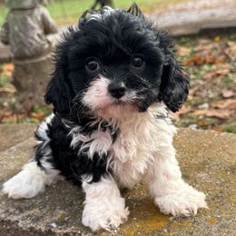 Vayda - Black and white female Cavapoo puppy in Lebanon, Kentucky from Mosaic Merle Doodles