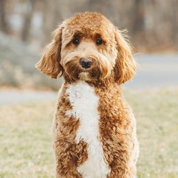 Oliver - Goldendoodle