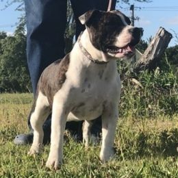 Staffordshire Bull Terriers from Coalminer's Kennel