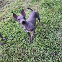 Hearts Emily Robinson Caruso - Black tan and white female American Hairless Terrier puppy in Lebanon, Missouri from Hearts Companions