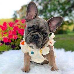 Lyra - Blue fawn female French Bulldog puppy in Fort Atkinson, Wisconsin from Bishop Bullyz