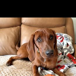 Redbone Coonhound All Grown Up from Redbone Ranch
