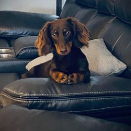 Eva - Dachshund