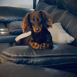 Eva - Dachshund