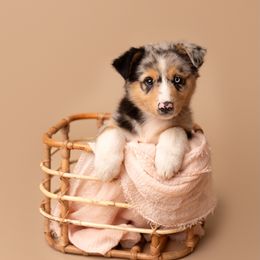 Australian Shepherd Puppies from Morton’s Farm