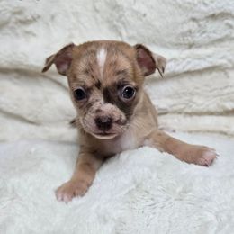 Reeses - Merle male Chihuahua puppy in El Paso, Texas from JVJ Chihuahua