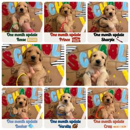 Back to school theme litter - Dark golden male Golden Retriever puppy in Belton, South Carolina from McAbee’s Golden Retrievers