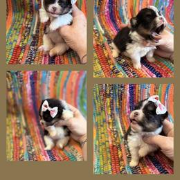 Tri Female - Tri-colored female Pomeranian puppy in Harrah, Oklahoma from Sunshines Pomeranians & Cavapoos