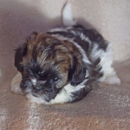 Shihpoos from Sherry’s Shih-Poos