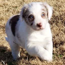 Border Collie Puppies from Bond Border Collies