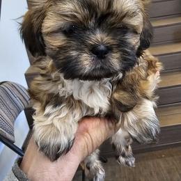 Shih Tzu Puppies from Shih Tzu's of Antioch