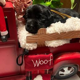 Yellow - Black female Labrador Retriever puppy in Heath Springs, South Carolina from Rich Hill Retrievers