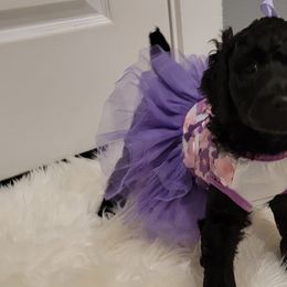 Poodle Puppies from Simply Standard Poodles