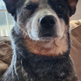 Australian Cattle Dogs from Rosewood Farms Australian Cattle Dogs
