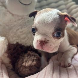 Otis - Red male Boston Terrier puppy in Tampa, Florida from Bayshore Boston Terrier’s