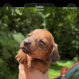 Florian - Brindle male Dachshund puppy in Livingston, Kentucky from Illyria Dox & GSD