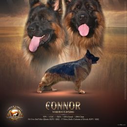 Connor - German Shepherd