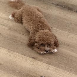 Bernedoodle, Cavapoo, Havanese, and Havapoo Puppies from Lady Paws Puppies - Cassie