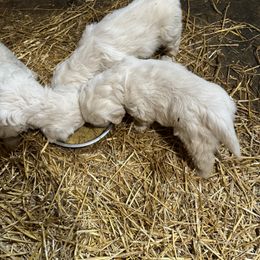 Golden Retrievers and Newfoundlands from Horner Newfoundlands and Golden Retrievers