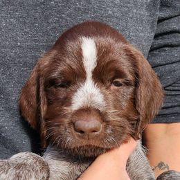 Boy 4 - Brown and gray male Wirehaired Pointing Griffon puppy in Emmett, Idaho from Idaho Wirehaired Pointing Griffons