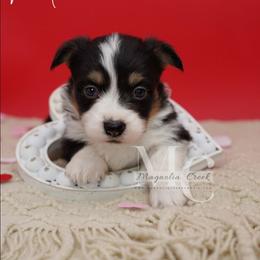 Gatsby (Fluffy) - Black and tan male Pembroke Welsh Corgi puppy in Straughn, Alabama from Magnolia Creek Corgis
