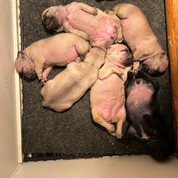 Girl 4 - Fawn female Pug puppy in Norborne, Missouri from Pug Palace