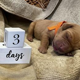 Girl 2 - female Labrador Retriever puppy in La Plata, Maryland from DeVoy Country Labs
