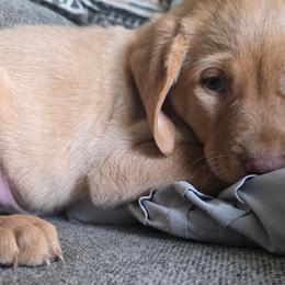 Boy 5 - Yellow male Labrador Retriever puppy in Osburn, Idaho from Faithful Mountain Labradors