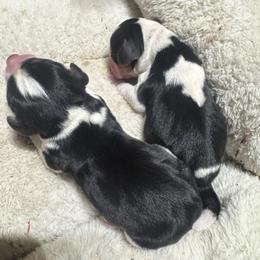 Girl - Black white and tan female Beagle puppy in Conway, Missouri from Ozark Mountain Kennel