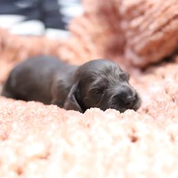 Max - Gray (blue) male Dachshund puppy in Eaton, Ohio from Miniature Alphas Dachshunds