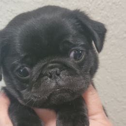 Boy 2 - Black Pug puppy in Brush Prairie, Washington from Paradise Peaks