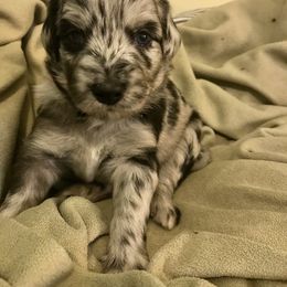Aussiedoodle Puppies from Aussiedoodles of Oregon