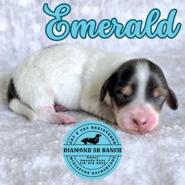 EMERALD - Dapple male Dachshund puppy in Columbia, Louisiana from Diamond 5R Ranch AKC & CKC Miniature Dachshunds