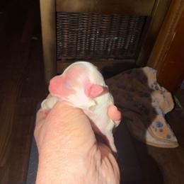 Dave - Silver male Chihuahua puppy in Seneca, Missouri from Stephanie’s Puppy Colony