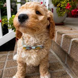 Arbor - Apricot male Goldendoodle puppy in Camden, North Carolina from Oopsie Doodles of NC