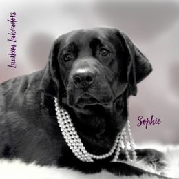 Sophie  - Labrador Retriever