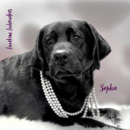 Sophie  - Labrador Retriever