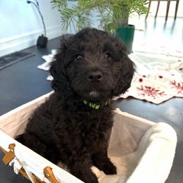 Rocky - Black male Goldendoodle puppy in Fairwood, Washington from Goldendoodles on the Prairie