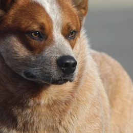 Australian Cattle Dogs from Connie Skinner's Australian Cattle Dogs