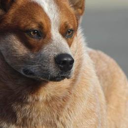 Australian Cattle Dogs from Connie Skinner's Australian Cattle Dogs