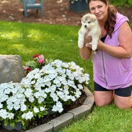 Girl 6 - Gray and white female Alaskan Malamute puppy in Ramsey, Minnesota from Windchaser Kennels