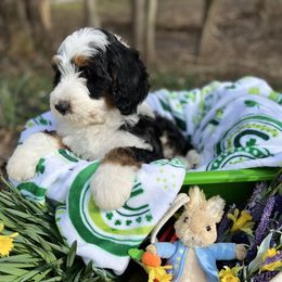 Bernedoodle Puppies from Doodles & Spice