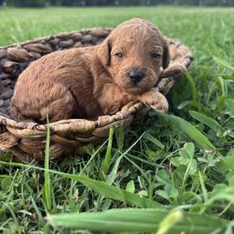 Joy - Golden female Cockapoo puppy in Gay, Georgia from That’s My Puppy