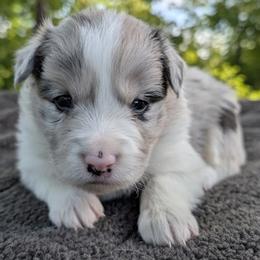 AKC Blue Merle Girl 2 - Blue merle female Border Collie puppy in Noble, Oklahoma from CheckItOut Border Collies