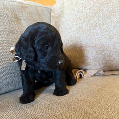 Destiny black girl - Black female Labradoodle puppy in Churchill County Fallon, Nevada from Card Family Ranch